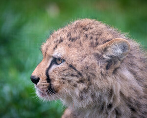 Close-up Cheetah Cub