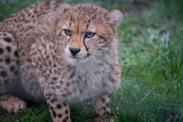 Close-up Cheetah Cub