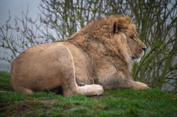 Young Male Lion Resting on a Hillside