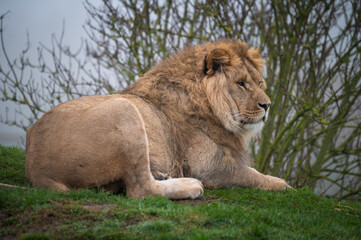 Fototapeta premium Young Male Lion Resting on a Hillside