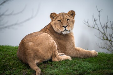 Obraz premium Young Lioness Resting 