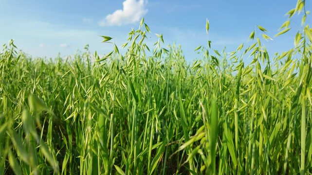 Lush green oat field under a clear blue sky with swaying grass in the breeze. Avena sativa