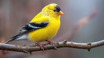 A vibrant yellow bird with black and white markings perched on a branch. The bird stands out against a blurred, muted background. Nature's beauty in detail.