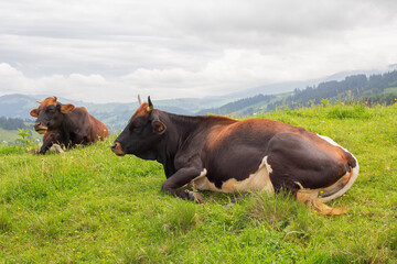 A cows in a mountain meadow