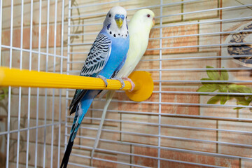 Two budgerigars are sitting in the cage