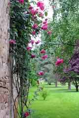 Climbing roses bush near the wall in the garden