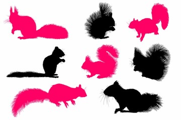 ardilla, silueta, felinos, animal, vector, ilustración, negro, icono, acomodador, dibujos animados