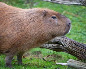 Close-up Capybara