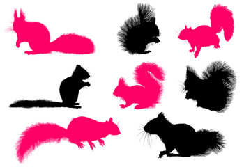 ardilla, silueta, felinos, animal, vector, ilustración, negro, icono, acomodador, dibujos animados