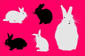 conejito, animal, pascua, dibujos animados, vector, liebre, ilustración, cuca, primavera, mamífero,