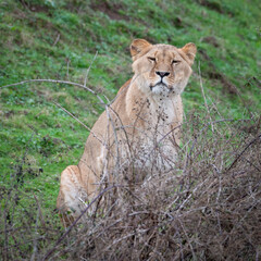 Young Lioness Resting Behind a Shrub