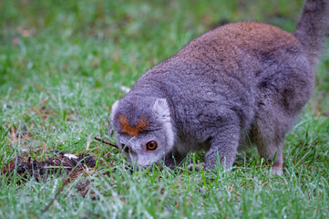 Close-up Female Crowned Lemur