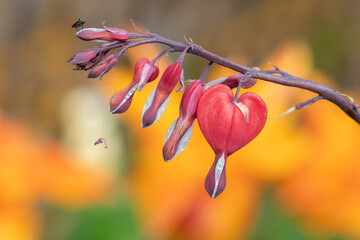 Close up of a bleeding heart (dicentra spectabilis) flower in bloom
