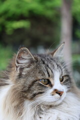 Fluffy resting cat. Fluffy resting cat macro face. High quality photo