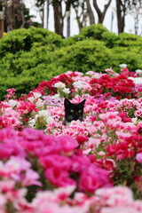 Cat flowers greenery. High quality photo