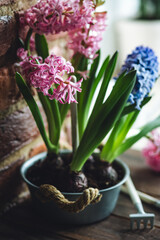 Spring gardening mood. Festive easter simple home decorations. A group of beautiful colourful bright pink and purple blooming bulbous hyacinths in a metal pot on a table in the kitchen. 