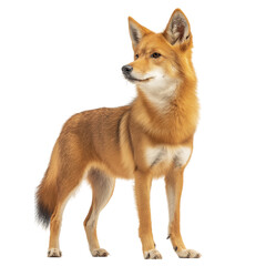 Fototapeta premium Side view of a dhole standing alert in the forest, isolated on a white background, realistic stock photograph showing wild dog posture and reddish fur, ideal for wildlife, nature