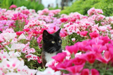 Cat flowers greenery. High quality photo