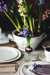 Elegant beautiful dinner table setting with a floral composition with bulbous hyacinth flowers as centrepiece. Easter celebration. White wine, vintage tableware. Bohemian style. Dark background