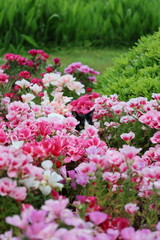 Cat flowers greenery. High quality photo