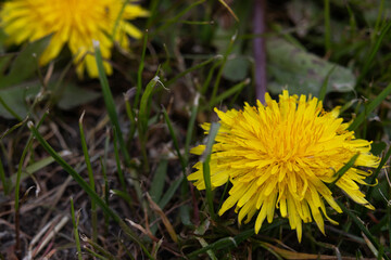 A fully bloomed dandelion flower