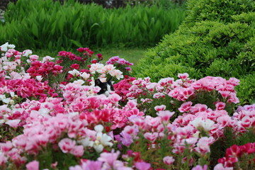 Cat flowers greenery. High quality photo