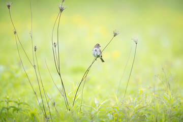 Obraz premium song sparrow in prairie