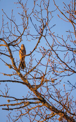 Eurasian jay perched in budding tree at dusk