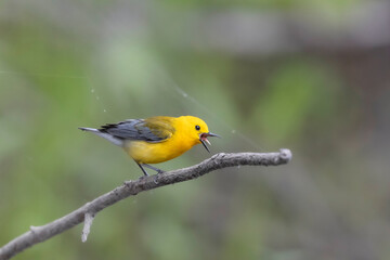 prothonotary warbler singing on a branch