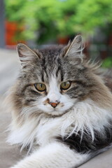 Fluffy resting cat. Fluffy resting cat macro face. High quality photo