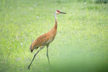one sandhill crane walking in grassy meadow