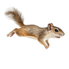 Fototapeta premium Side view of a flying squirrel gliding in mid-air, isolated on a white background, realistic stock photograph capturing outstretched limbs and patagium, ideal for wildlife, nature