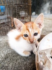 an orange kitten relaxing while looking at the camera