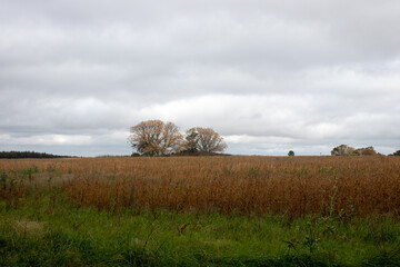 Campo
