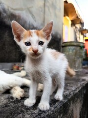 cute orange kitten relaxing while playing in the yard