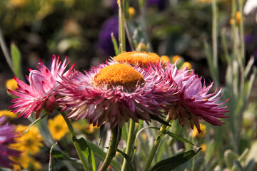 Lush, vibrant flowers in the park in early summer