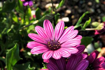 Lush, vibrant flowers in the park in early summer