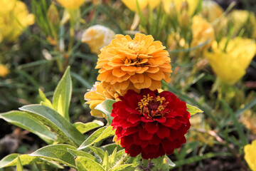 Lush, vibrant flowers in the park in early summer
