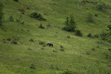 Brown bear is walking on the green meadow. The biggest predator in the Europe. One bear in Polana protected area in Slovakia.  © prochym
