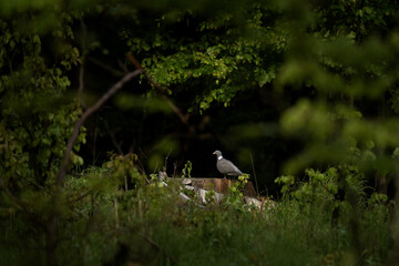 A wood pigeon is standing on the forest floor. A pigon is searching for food in the forest. 
