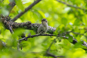 枝とまるニュウナイスズメ