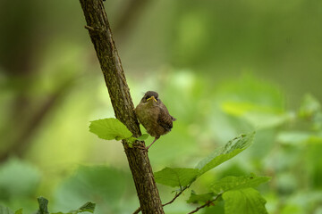 A young Eurasian wren sits on a branch. A small, brown bird sings in the forest. European spring wildlife.