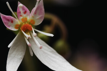 黒背景のユキノシタの花