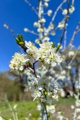 An apple tree is blossoming in the garden in Ukraine, filling the spring air with delicate white flowers and fresh fragrance.
