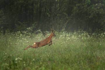 A deer is caught mid-air while leaping through a grassy field. The background is full of green vegetation. Male of roe deer is running away. 