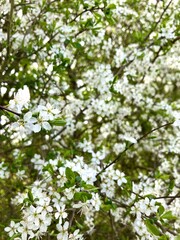 small white spring blackthorn flowers (prunus spinosa) 