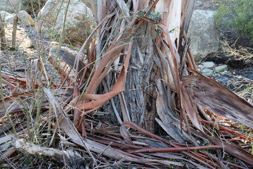 peeling bark of eucalyptus tree trunk in australian bushland