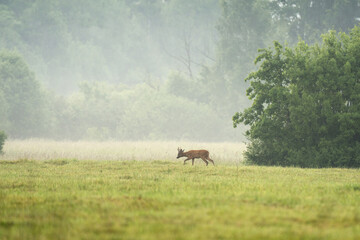 A young roe deer  is standing in a field. Deer is looking directly at the camera. Roe deer during rut. 