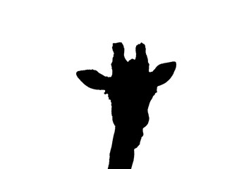 Grafik Giraffe schwarz weiß