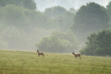 A young roe deer  is standing in a field. Deer is looking directly at the camera. Roe deer during rut. 